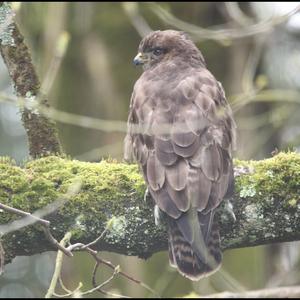 Mäusebussard