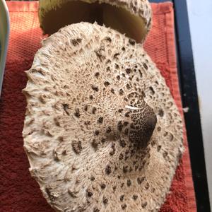 Parasol Mushroom