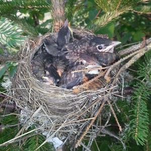 American Robin