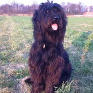 Catalan Sheepdog