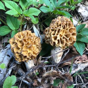 Yellow Morel