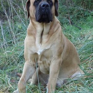 Mastiff