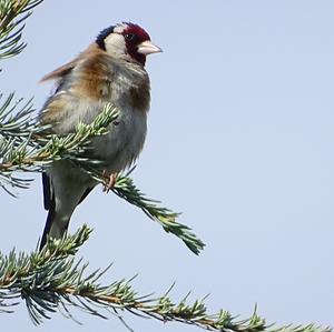 European Goldfinch