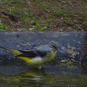 Grey Wagtail