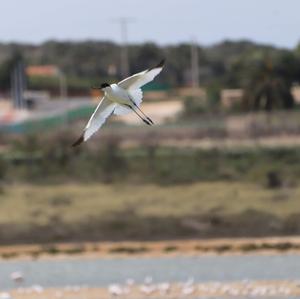 Pied Avocet