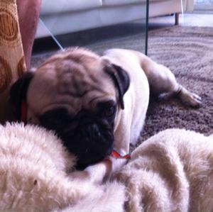 Unknown Breed