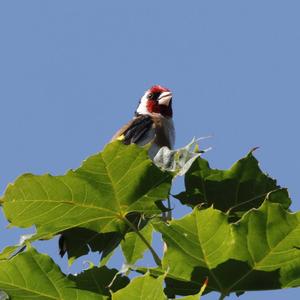 European Goldfinch