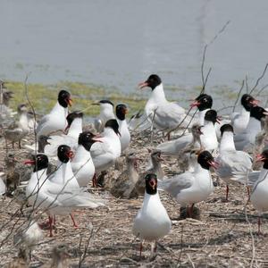 Mediterranean Gull