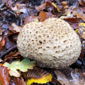 Pigskin Poison Puffball