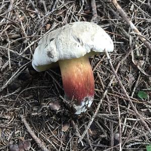 Scarlet-stemmed Bolete