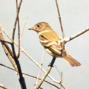 Yellow-bellied Flycatcher