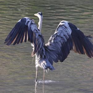 Grey Heron