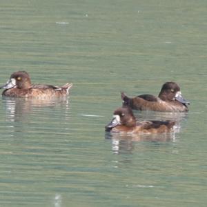 Tufted Duck