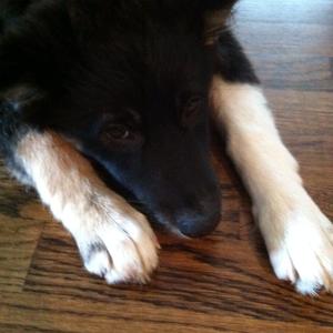 Unknown Breed
