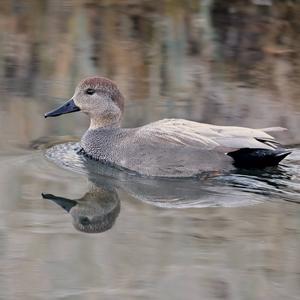 Gadwall