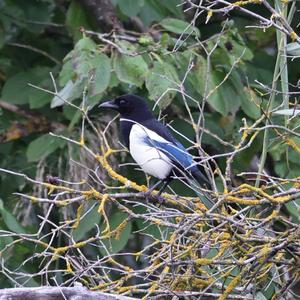 Black-billed Magpie