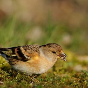 Brambling