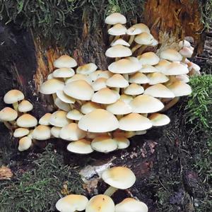 Golden Pholiota