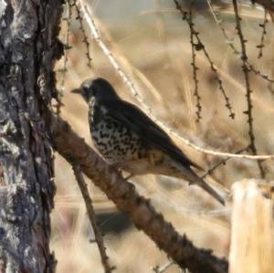 Mistle Thrush