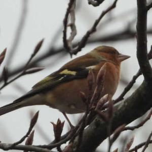 Eurasian Chaffinch