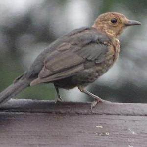 Eurasian Blackbird