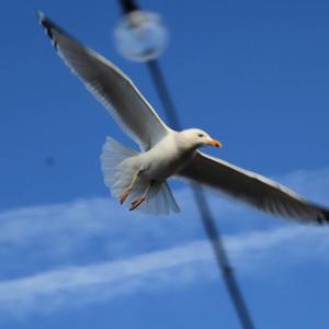 Herring Gull