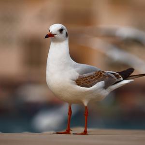 Black-headed Gull