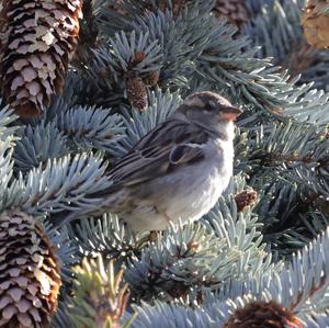 House Sparrow