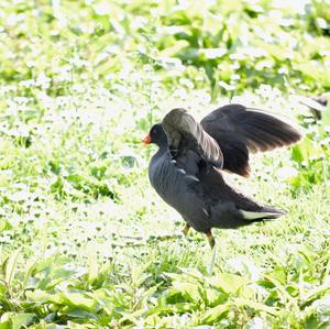 Common Moorhen