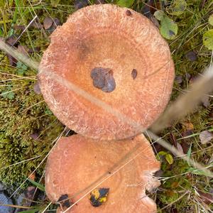 False Saffron Milk Cap