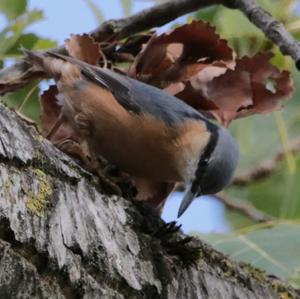 Wood Nuthatch