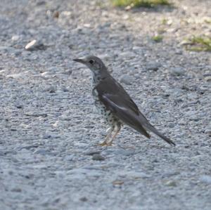 Mistle Thrush