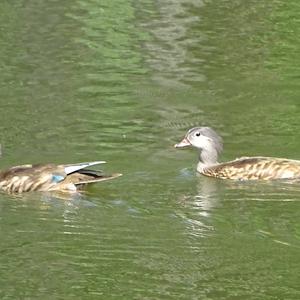 Mandarin Duck