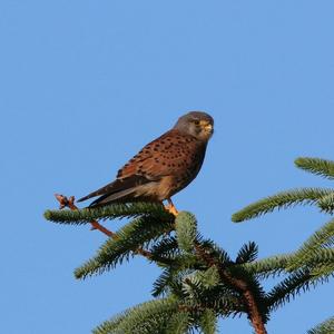 Common Kestrel