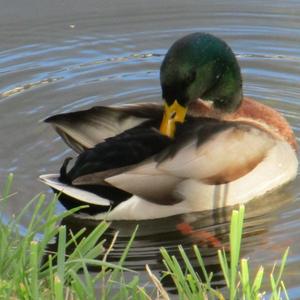 Mallard