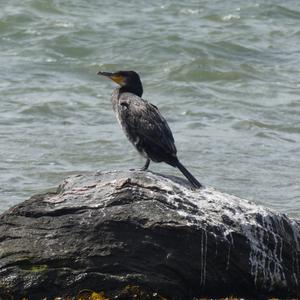 Great Cormorant