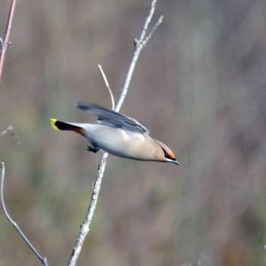 Bohemian Waxwing