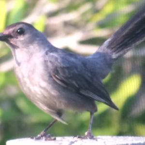 Grey Catbird