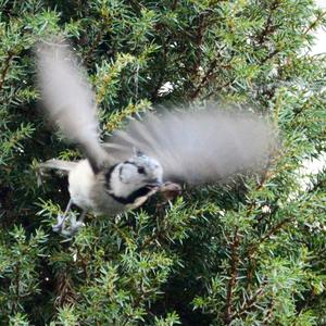 Crested Tit