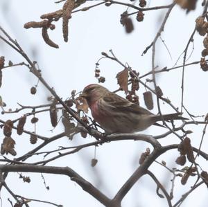 Common Redpoll