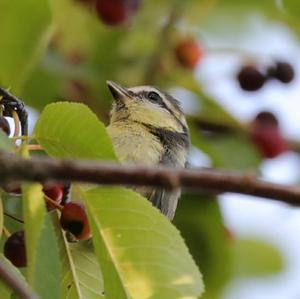 Blue Tit