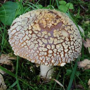 Fly Agaric