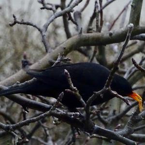 Eurasian Blackbird