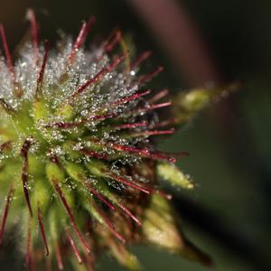 Wood Avens