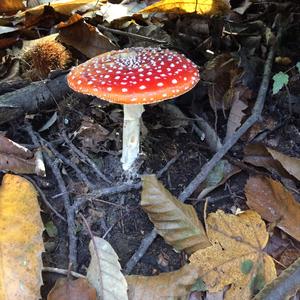 Fly Agaric