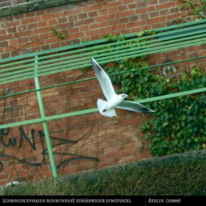 Black-headed Gull