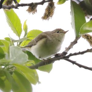 Berglaubsänger