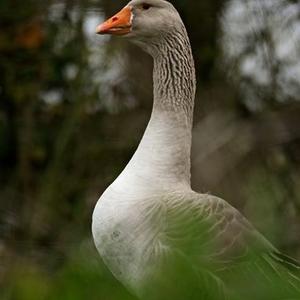 Greylag Goose