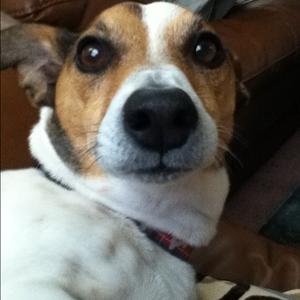Unknown Breed