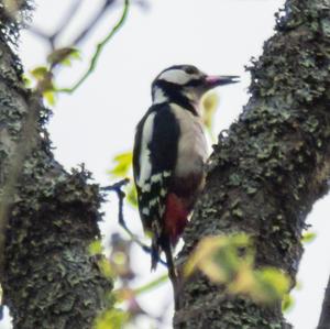 Great Spotted Woodpecker